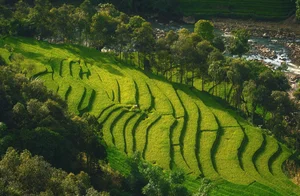 Breathtaking Golden Harvest: Exploring the Scenic Beauty of Y Linh Ho Village - image 1