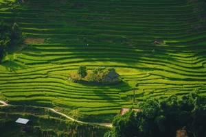 Breathtaking Golden Harvest: Exploring the Scenic Beauty of Y Linh Ho Village - image 12