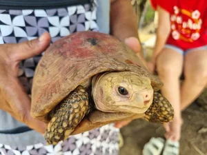 Mysterious 'Sacred Turtle' Appearance During Songkran Festival Sparks Local Devotion - image 0