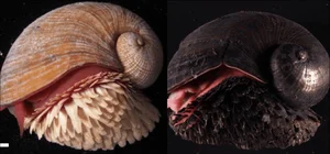 The Incredible Iron-Scaled Snail: A Deep-Sea Mystery of Evolution and Natural Armor - image 1