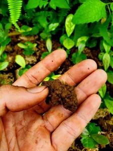 Cost-Effective DIY Soil Mixing Guide for Urban Vegetable Gardening in Foam Boxes - image 5