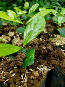 Cost-Effective DIY Soil Mixing Guide for Urban Vegetable Gardening in Foam Boxes - image 8