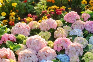 Lost in the shimmering beauty of the spring flower carpet by Hoan Kiem Lake - image 0