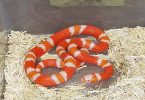 Top 4 Beautiful Non-Venomous Snakes for Pet Lovers in the Year of the Snake - image 3