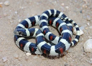 Top 4 Beautiful Non-Venomous Snakes for Pet Lovers in the Year of the Snake - image 9